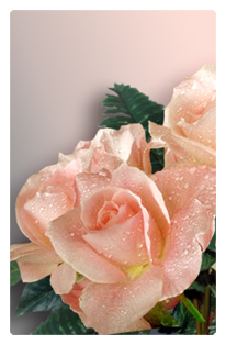 DF35T 062 Bouquet Of Roses Peach
